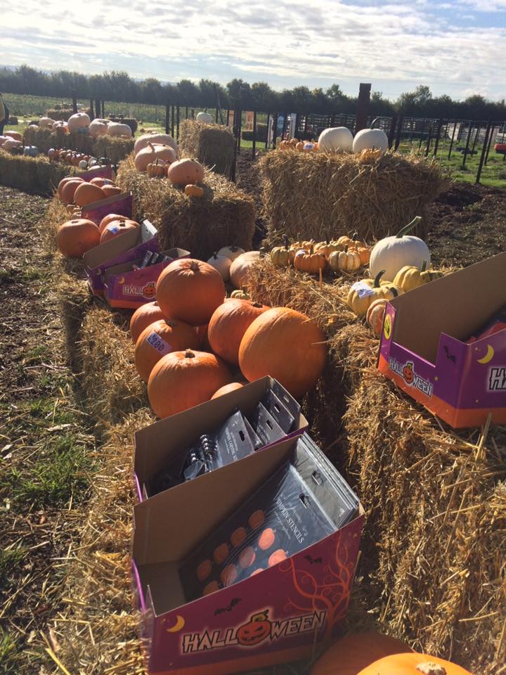 apple orchardsand pumpkins near me openin michigan